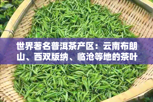 世界著名普洱茶产区：云南布朗山、西双版纳、临沧等地的茶叶品质与口感