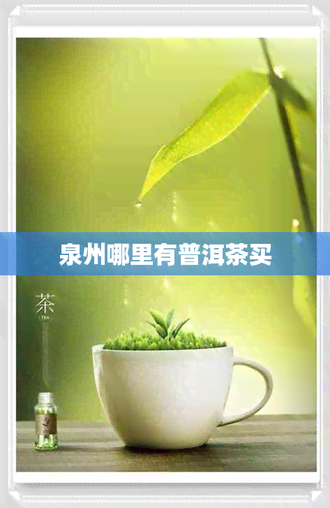 泉州哪里有普洱茶买