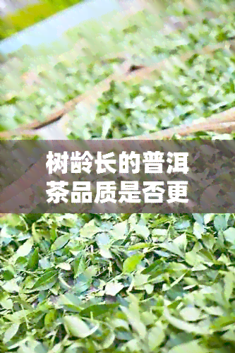 树龄长的普洱茶品质是否更佳：一场关于古树普洱茶的深度探讨与品鉴