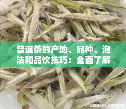 普洱茶的产地、品种、泡法和品饮技巧：全面了解这款中国茶