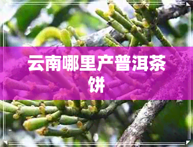 云南哪里产普洱茶饼