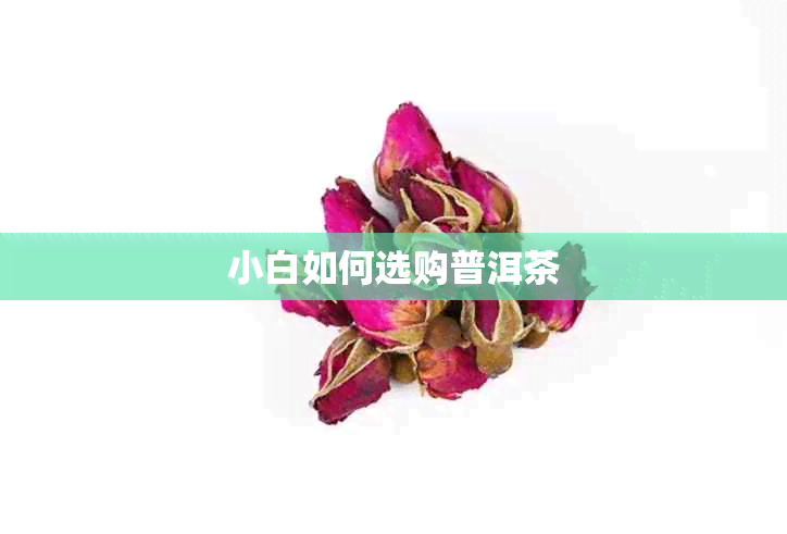 小白如何选购普洱茶