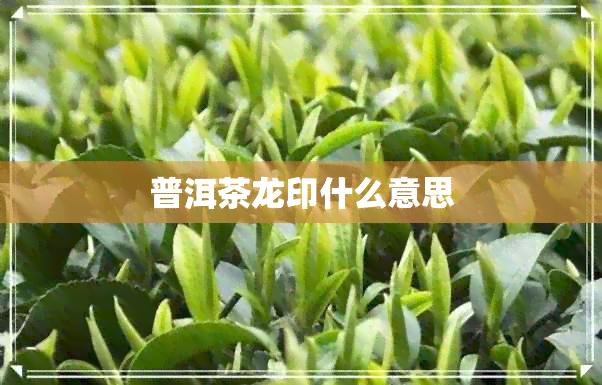 普洱茶龙印什么意思