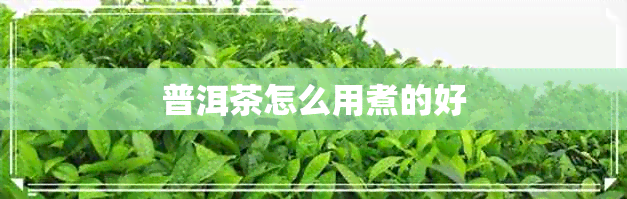 普洱茶怎么用煮的好