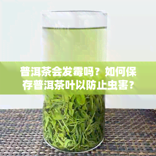 普洱茶会发霉吗？如何保存普洱茶叶以防止虫害？