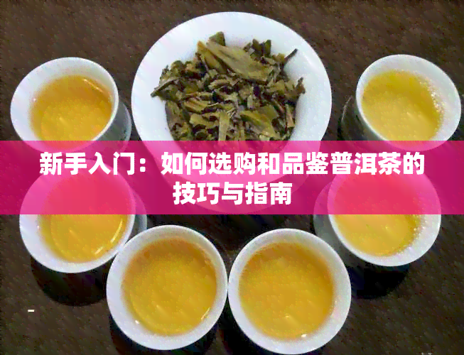 新手入门：如何选购和品鉴普洱茶的技巧与指南