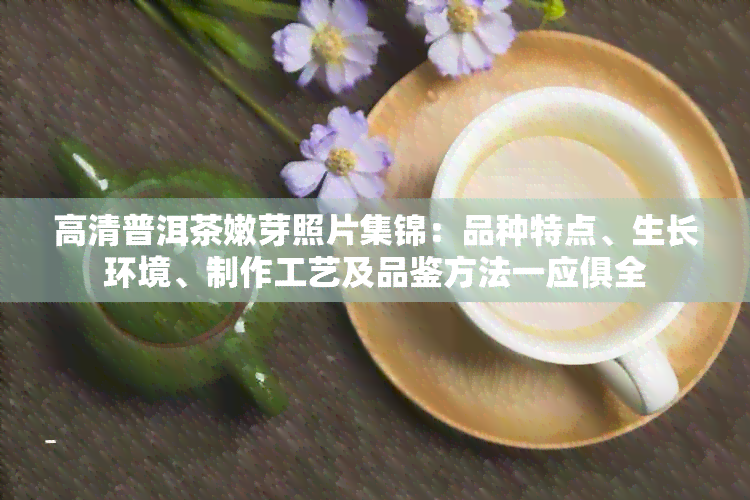 高清普洱茶嫩芽照片集锦：品种特点、生长环境、制作工艺及品鉴方法一应俱全