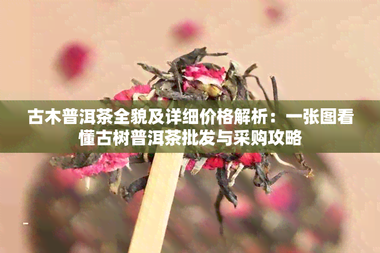 古木普洱茶全貌及详细价格解析：一张图看懂古树普洱茶批发与采购攻略