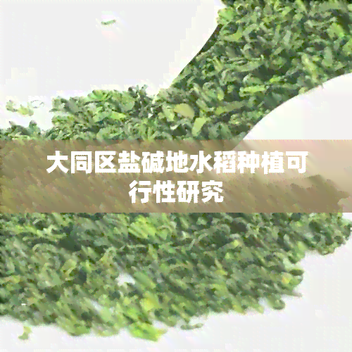 大同区盐碱地水稻种植可行性研究