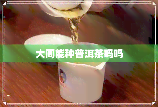 大同能种普洱茶吗吗