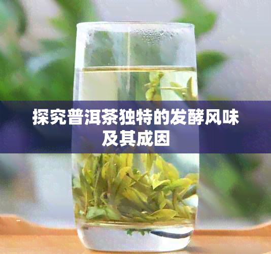 探究普洱茶独特的发酵风味及其成因