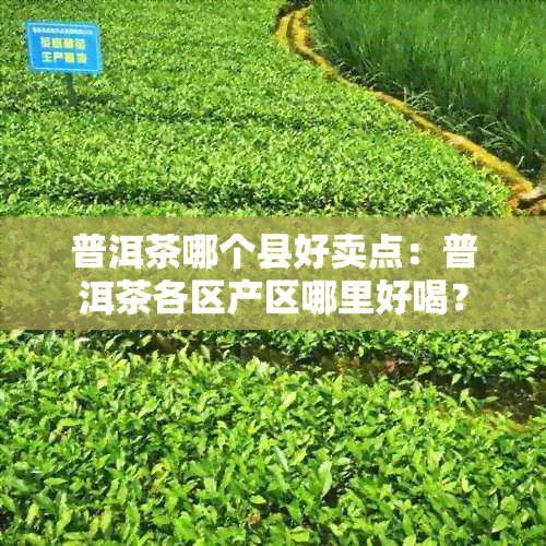 普洱茶哪个县好卖点：普洱茶各区产区哪里好喝？