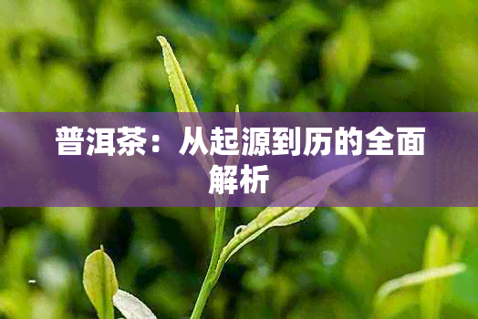 普洱茶：从起源到历的全面解析