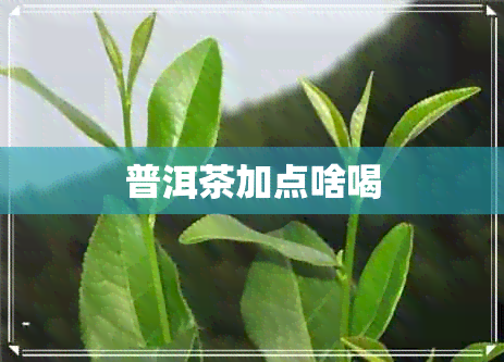 普洱茶加点啥喝