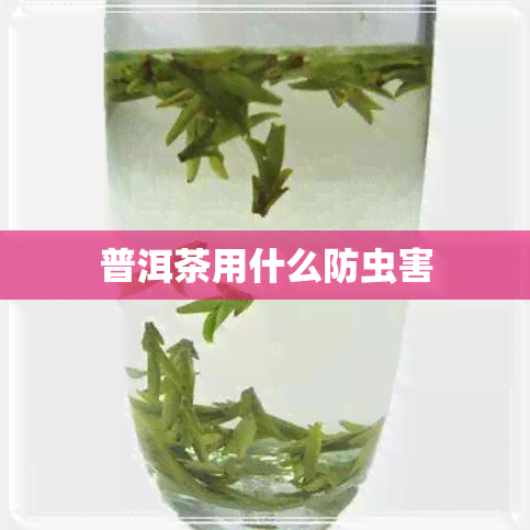 普洱茶用什么防虫害