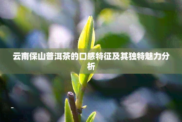 云南保山普洱茶的口感特征及其独特魅力分析