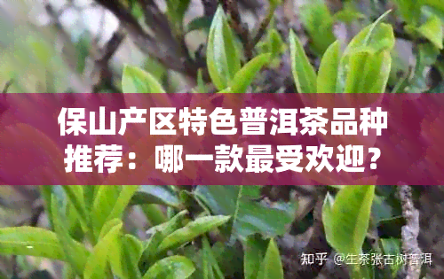 保山产区特色普洱茶品种推荐：哪一款更受欢迎？