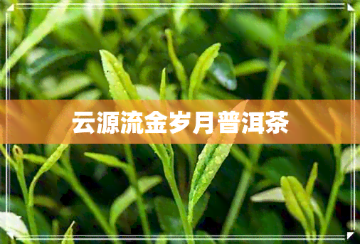 云源流金岁月普洱茶