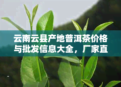 云南云县产地普洱茶价格与批发信息大全，厂家直销促销活动！