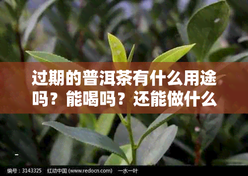 过期的普洱茶有什么用途吗？能喝吗？还能做什么？