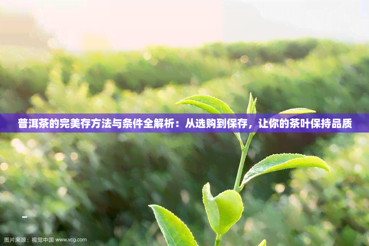 普洱茶的完美存方法与条件全解析：从选购到保存，让你的茶叶保持品质