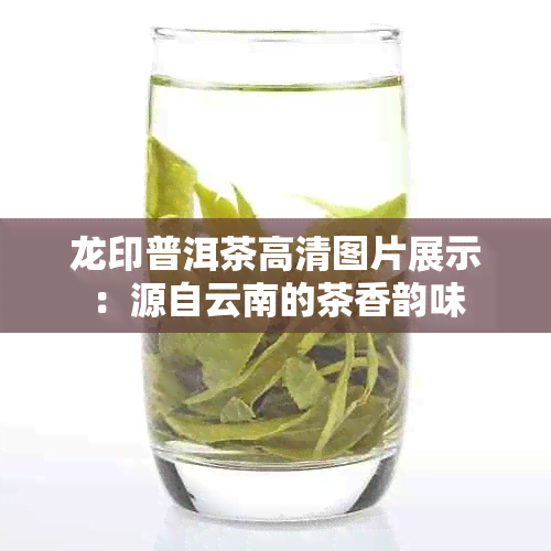 龙印普洱茶高清图片展示：源自云南的茶香韵味