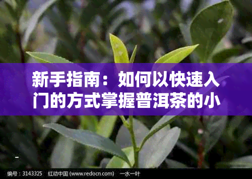 新手指南：如何以快速入门的方式掌握普洱茶的小白知识