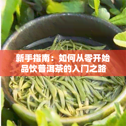 新手指南：如何从零开始品饮普洱茶的入门之路