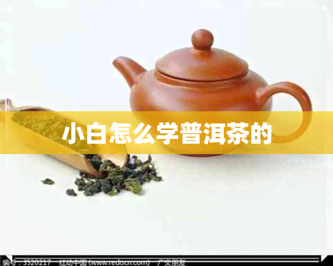 小白怎么学普洱茶的