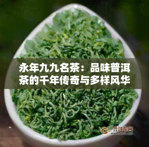 永年九九名茶：品味普洱茶的千年传奇与多样风华