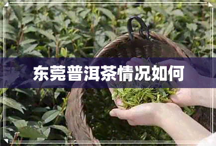 东莞普洱茶情况如何