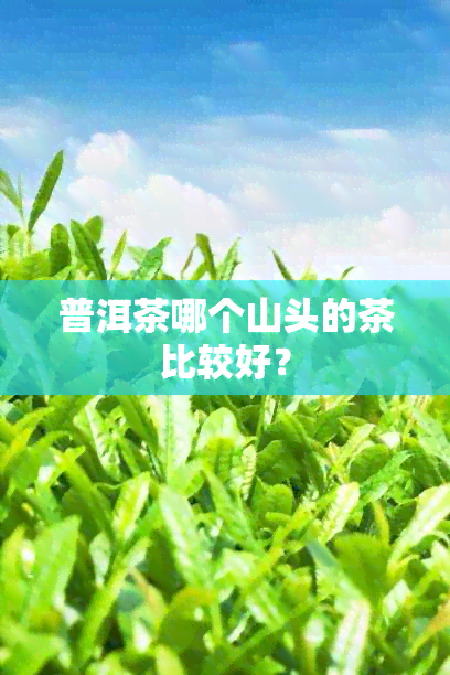 普洱茶哪个山头的茶比较好？