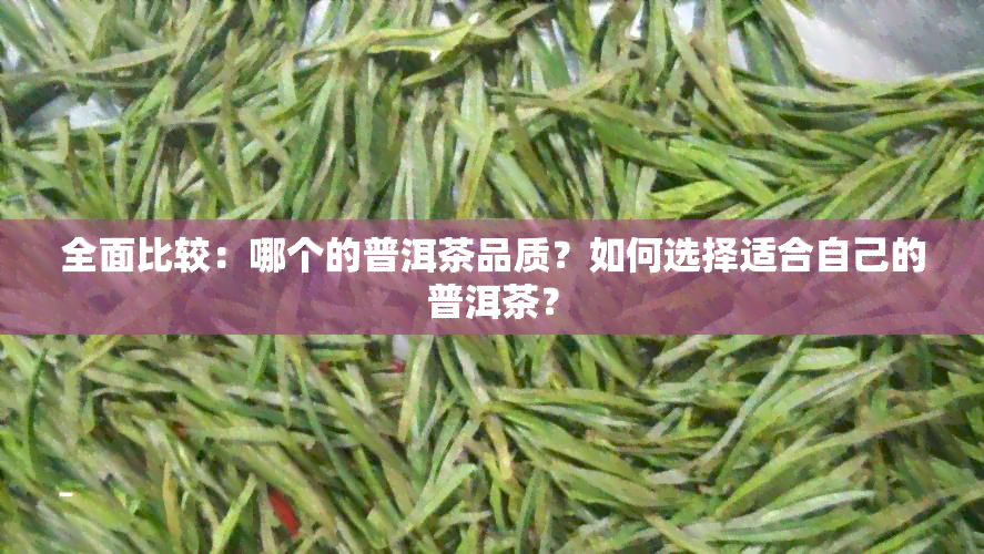 全面比较：哪个的普洱茶品质？如何选择适合自己的普洱茶？