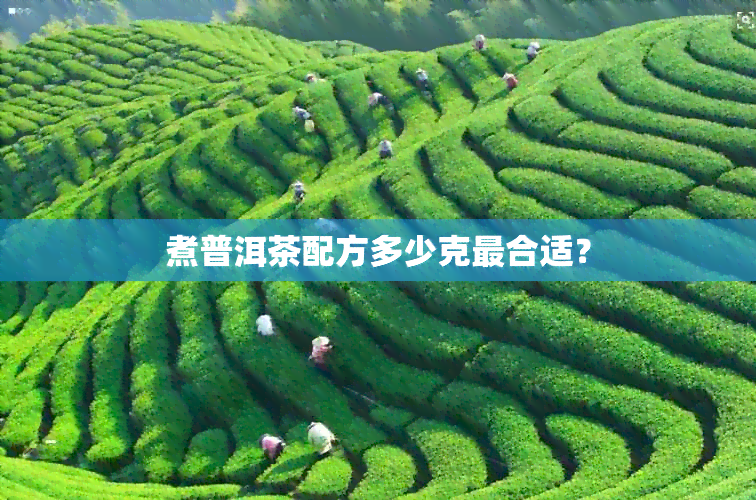 煮普洱茶配方多少克最合适？