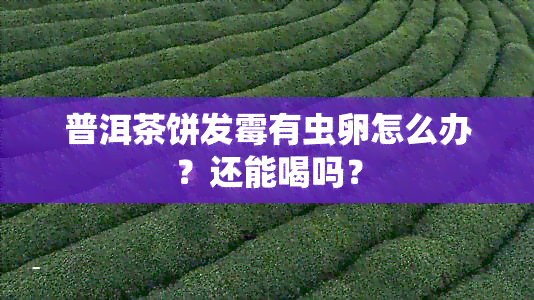 普洱茶饼发霉有虫卵怎么办？还能喝吗？