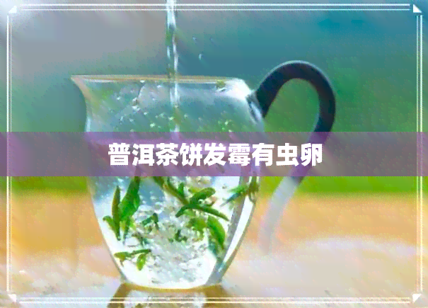 普洱茶饼发霉有虫卵