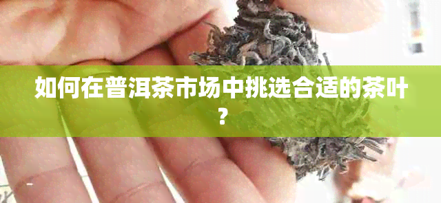 如何在普洱茶市场中挑选合适的茶叶？