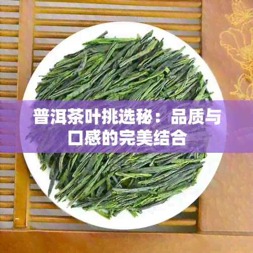 普洱茶叶挑选秘：品质与口感的完美结合