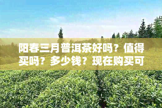 阳春三月普洱茶好吗？值得买吗？多少钱？现在购买可以吗？