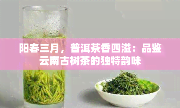 阳春三月，普洱茶香四溢：品鉴云南古树茶的独特韵味