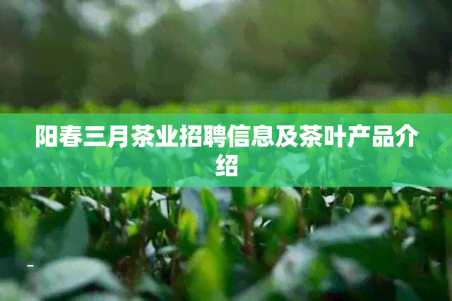 阳春三月茶业招聘信息及茶叶产品介绍