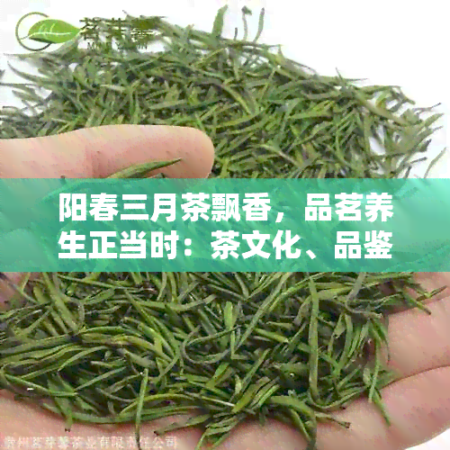 阳春三月茶飘香，品茗养生正当时：茶文化、品鉴技巧、茶道艺术一网打尽