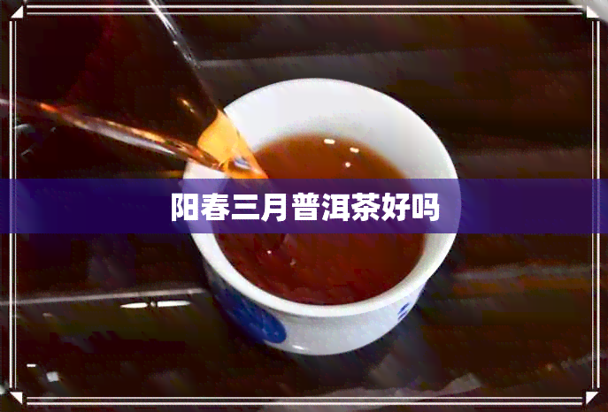 阳春三月普洱茶好吗