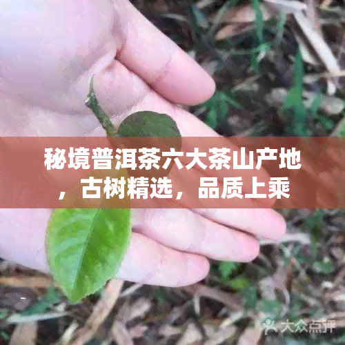 秘境普洱茶六大茶山产地，古树精选，品质上乘