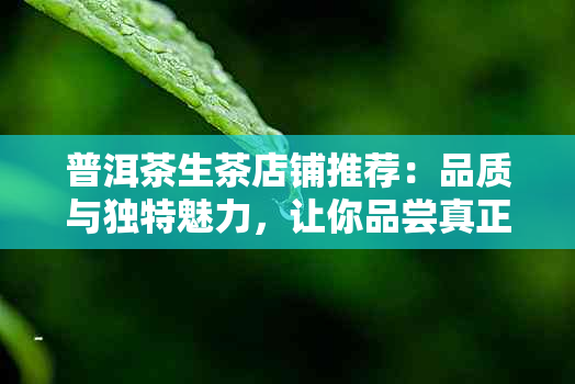 普洱茶生茶店铺推荐：品质与独特魅力，让你品尝真正的好茶