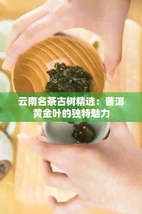 云南名茶古树精选：普洱黄金叶的独特魅力