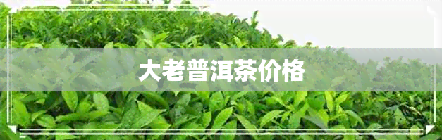 大老普洱茶价格