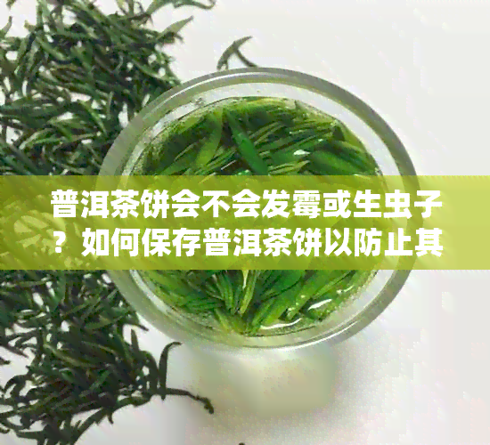 普洱茶饼会不会发霉或生虫子？如何保存普洱茶饼以防止其受到微生物侵害？