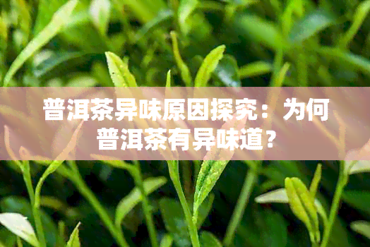 普洱茶异味原因探究：为何普洱茶有异味道？