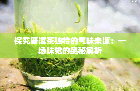 探究普洱茶独特的气味来源：一场味觉的奥秘解析